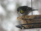 Yellow-rumped Warbler