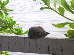 Zebra Dove