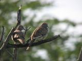 Zebra Doves