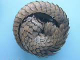 Pangolin in a defensive posture