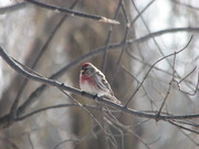 Common Redpoll” style=