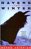 Ravens in Winter cover