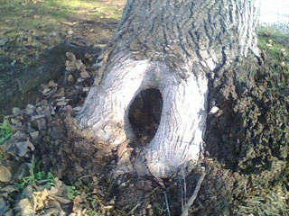 tree with knot-hole