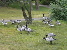 Barnacle Geese. Sibelius Park in Helsinki, Finland