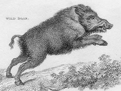 Boar