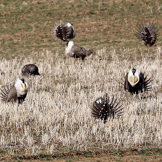 A mysterious picture of a group of birds