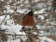 American Robin (Apr 19)