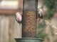 Common Redpoll (Apr 9)