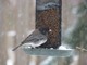 Dark-eyed Junco (Apr 14)