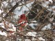 Northern Cardinal (Apr 23)