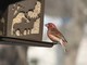 Purple Finch (Apr 20)