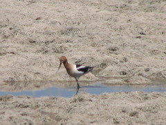 American Avocet