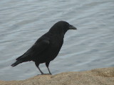 American Crow