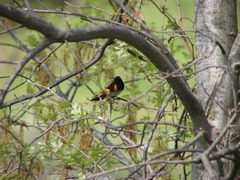 American Redstart