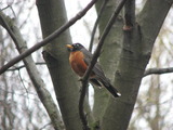 American Robin