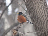 American Robin