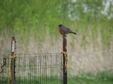 American Robin