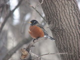 American Robin in our Little Canada yard