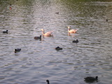 Eurasian Coots, Bar-headed Geese