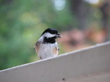 Black-capped Chickadee