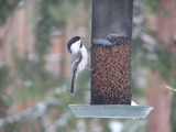 Black-capped Chickadee