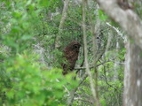 Barred Owl