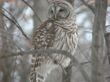 Barred Owl