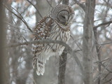 Barred Owl