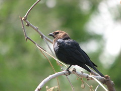 Brown-headed Cowbird