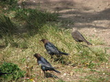 Brown-headed Cowbirds