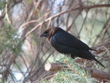 Brown-headed Cowbird