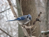 Blue Jay