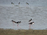 Black-necked Stilt