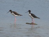 I photographed thes Black-necked Stilts on the Big Island of Hawaii