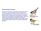 Chestnut-backed Chickadee