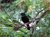 Common Grackle