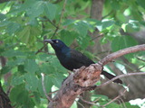 Common Grackle