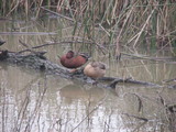 A pair of Cinnamon Teals sleeping in the Sacramento NWR