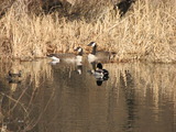 Canada Goose