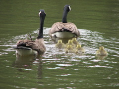 Canada Goose