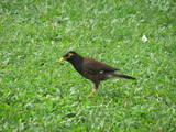 Common Myna