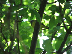 Connecticut Warbler