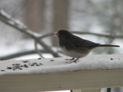 Dark-eyed Junco