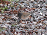 Dark-eyed Junco, Oregon-sided subspecies