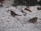 Dark-eyed Junco and Fox Sparrow