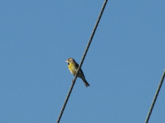 Dickcissel