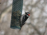 Downy Woodpecker