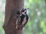 Downy Woodpecker