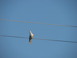 Peregrine Falcon