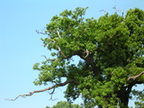 Eurasian Kestrel